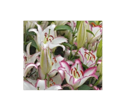 Lilium 'Hotline'