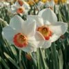 Narcissus 'Colin's Joy'