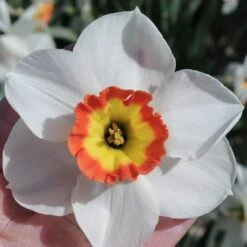 Narcissus 'Colin's Joy' 6 Narcissus 'Colin's Joy' -Olivia Plants Sales x600 29169