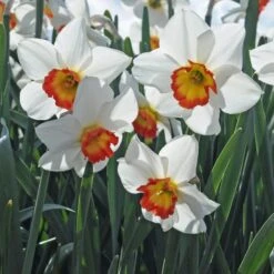 Narcissus 'Colin's Joy' 7 Narcissus 'Colin's Joy' -Olivia Plants Sales x600 29170