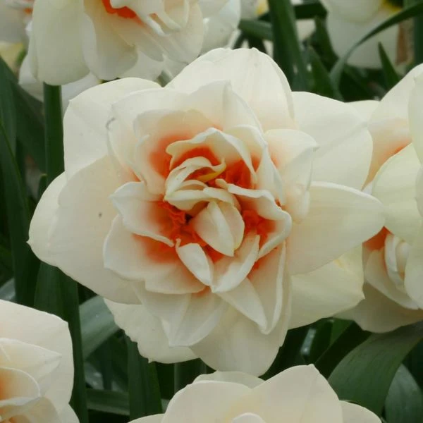 Narcissus 'Gay Kybo' 1 Narcissus 'Gay Kybo'