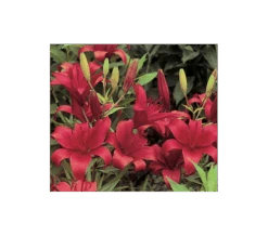 Strawberries & Cream Lilium Mix 22 Strawberries & Cream Lilium Mix -Olivia Plants Sales x600 2918 1