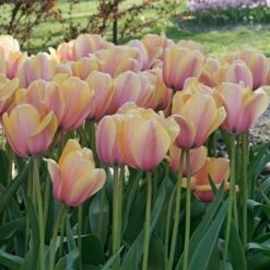 Tulip 'Blushing Impression' -Olivia Plants Sales x600 29219