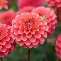 Dahlia 'Zundert Mystery Fox' -Olivia Plants Sales x600 29337