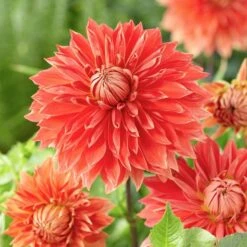 Dahlia 'Parkland Glory' -Olivia Plants Sales x600 29338