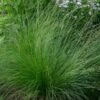 Ornamental Grass: Sporobolus Heterolepis
