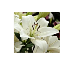 Bold Colors Asiatic Lily Mix -Olivia Plants Sales x600 2947