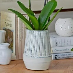 White Moth Orchid In 5½" Ceramic Cachepot -Olivia Plants Sales x600 29490