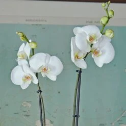 White Moth Orchid In 5½" Ceramic Cachepot -Olivia Plants Sales x600 29492