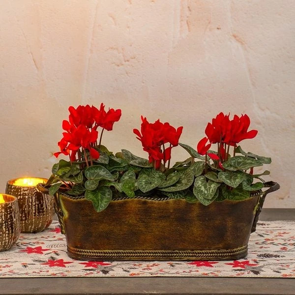 Trio Of Red Cyclamen, Three Pots In Metal Cachepot 1 Trio Of Red Cyclamen, Three Pots In Metal Cachepot