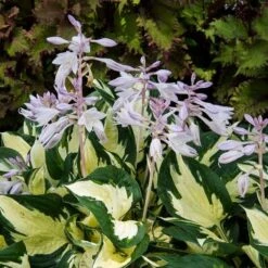 Hosta 'Fire And Ice' 9 Hosta 'Fire And Ice' -Olivia Plants Sales x600 29635