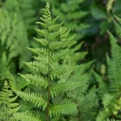 Athyrium Filix-femina - Lady Fern -Olivia Plants Sales x600 29729