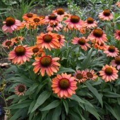 Echinacea Prima™ 'Ginger' -Olivia Plants Sales x600 29765