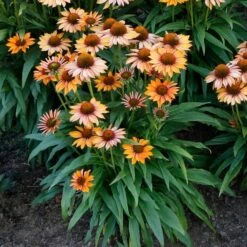 Echinacea Prima™ 'Ginger' -Olivia Plants Sales x600 29766