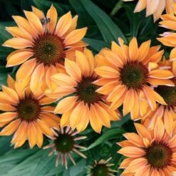 Echinacea Prima™ 'Ginger' -Olivia Plants Sales x600 29767