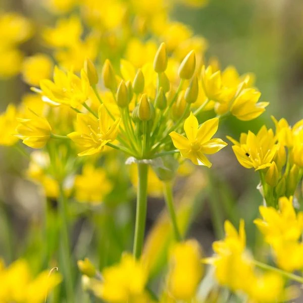 Allium Moly 3 Allium Moly - Image 3