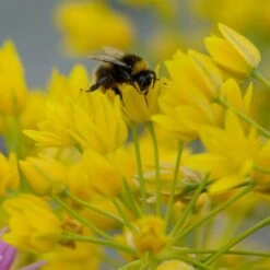 Allium Moly 7 Allium Moly -Olivia Plants Sales x600 29925