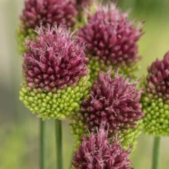 Allium Sphaerocephalon -Olivia Plants Sales x600 29927