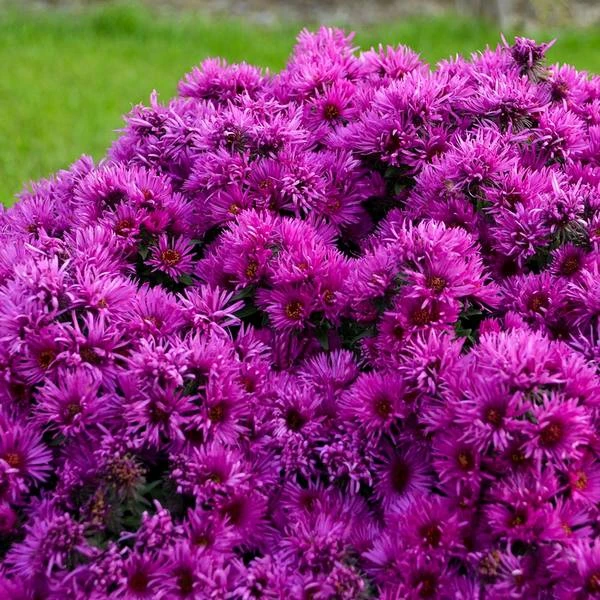 Symphyotrichum Novae-angliae 'Pink Crush' 2 Symphyotrichum Novae-angliae 'Pink Crush' - Image 2