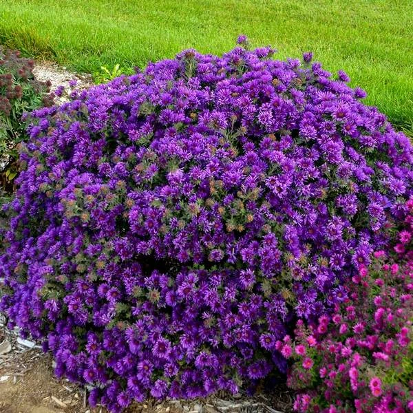 Symphyotrichum Novae-angliae 'Grape Crush' 1 Symphyotrichum Novae-angliae 'Grape Crush'