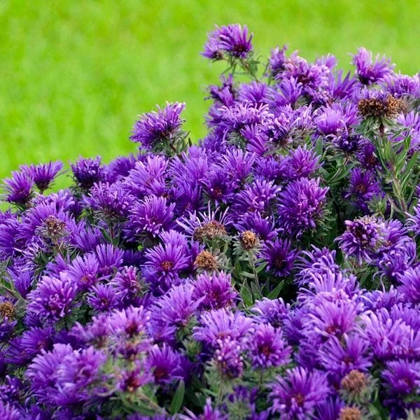 Symphyotrichum Novae-angliae 'Grape Crush' 2 Symphyotrichum Novae-angliae 'Grape Crush' - Image 2
