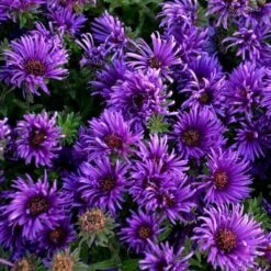 Symphyotrichum Novae-angliae 'Grape Crush' 5 Symphyotrichum Novae-angliae 'Grape Crush' -Olivia Plants Sales x600 29937