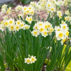 Narcissus 'Minnow' -Olivia Plants Sales x600 29943