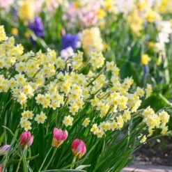 Narcissus 'Minnow' -Olivia Plants Sales x600 29948