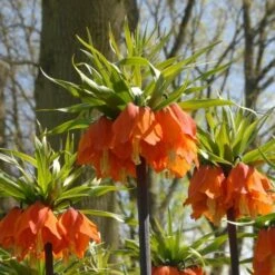 Fritillaria Imperialis 'Rubra Maxima' 7 Fritillaria Imperialis 'Rubra Maxima' -Olivia Plants Sales x600 30003