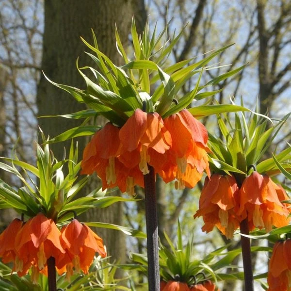 Fritillaria Imperialis 'Rubra Maxima' 3 Fritillaria Imperialis 'Rubra Maxima' - Image 3