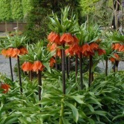 Fritillaria Imperialis 'Rubra Maxima' 8 Fritillaria Imperialis 'Rubra Maxima' -Olivia Plants Sales x600 30004