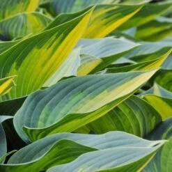Hosta 'June' -Olivia Plants Sales x600 30023