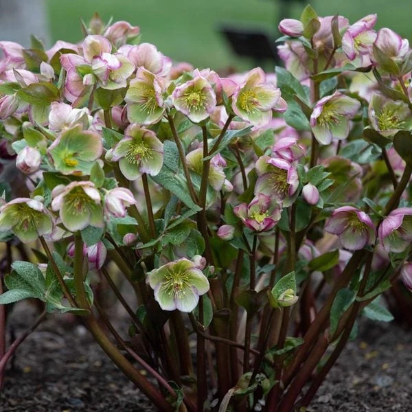 Helleborus Frostkiss® Glenda's Gloss® 1 Helleborus Frostkiss® Glenda's Gloss®