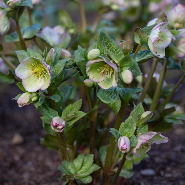 Helleborus Frostkiss® Glenda's Gloss® 2 Helleborus Frostkiss® Glenda's Gloss® - Image 2