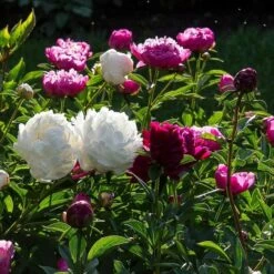 Old-Time Peony Collection -Olivia Plants Sales x600 30085