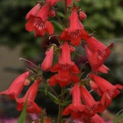 Penstemon Quartz® Red