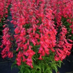 Penstemon Quartz® Red -Olivia Plants Sales x600 30212
