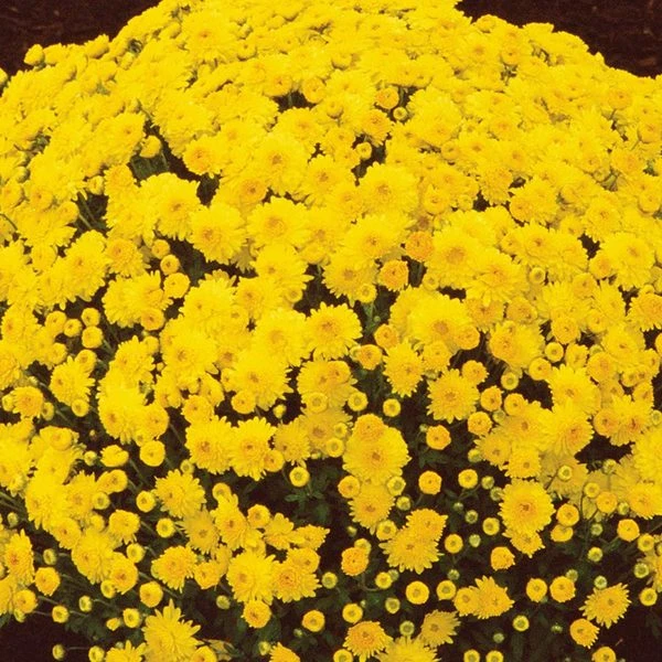 Chrysanthemum 'Sunny Igloo' 2 Chrysanthemum 'Sunny Igloo' - Image 2