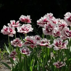 Tulip 'Pistache' 6 Tulip 'Pistache' -Olivia Plants Sales x600 30253