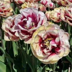 Tulip 'Pistache' 7 Tulip 'Pistache' -Olivia Plants Sales x600 30254