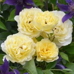 Rose Easy Elegance® Yellow Submarine -Olivia Plants Sales x600 30349