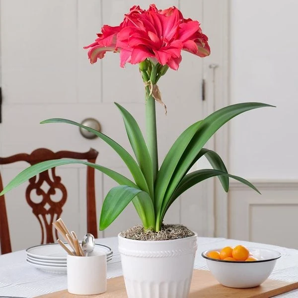 Amaryllis 'Candy Nymph,' One Bulb In White Ceramic Cachepot 1 Amaryllis 'Candy Nymph,' One Bulb In White Ceramic Cachepot