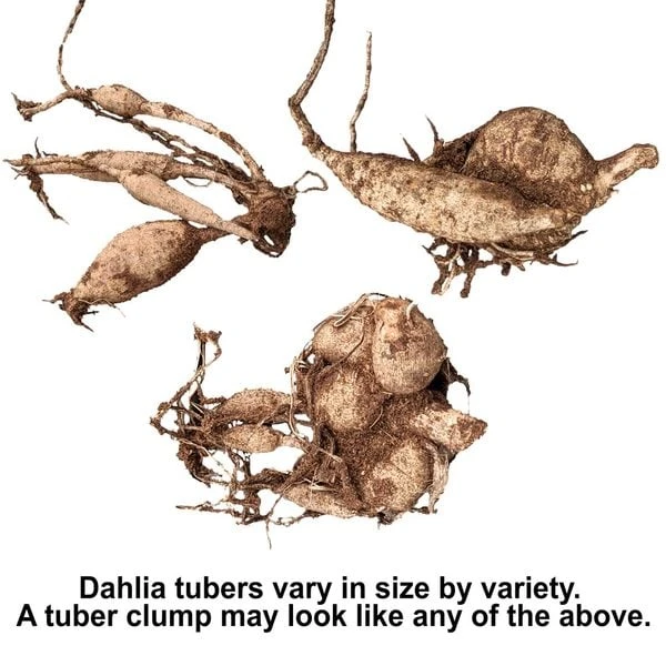 Dahlia 'Bright Eyes' 4 Dahlia 'Bright Eyes' - Image 4