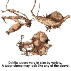 Summertime Splendor Dahlia Collection 9 Summertime Splendor Dahlia Collection -Olivia Plants Sales x600 30544