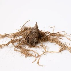 Collaboration For Part Shade For The South - Daffodils & Hosta -Olivia Plants Sales x600 30643