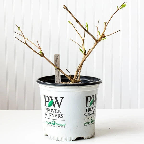 Heptacodium Miconioides Temple Of Bloom® 2 Heptacodium Miconioides Temple Of Bloom® - Image 2