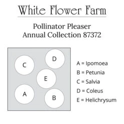 Pollinator Pleaser Annual Collection 13 Pollinator Pleaser Annual Collection -Olivia Plants Sales x600 30676