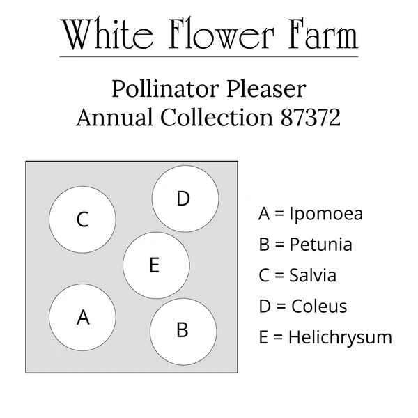 Pollinator Pleaser Annual Collection 7 Pollinator Pleaser Annual Collection - Image 7