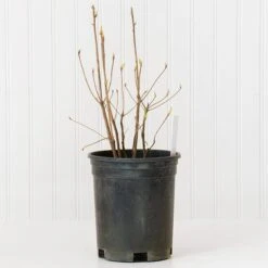 Azalea 'Northern Hi-Lights' -Olivia Plants Sales x600 30684