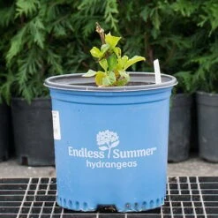 Hydrangea Macrophylla Endless Summer® Blushing Bride® -Olivia Plants Sales x600 30689